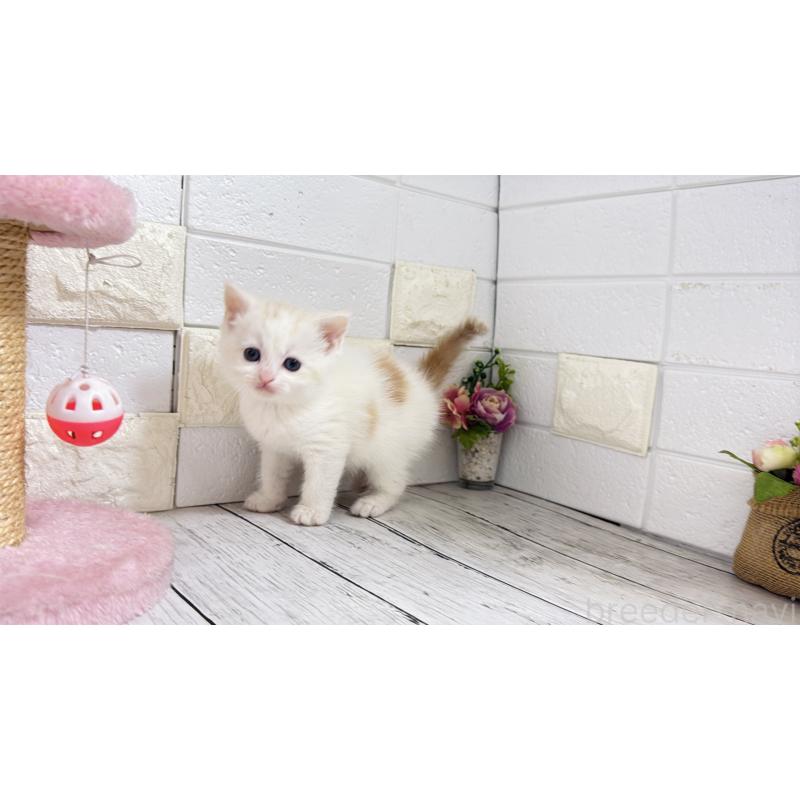 販売中の埼玉県のマンチカン-131361の11枚目