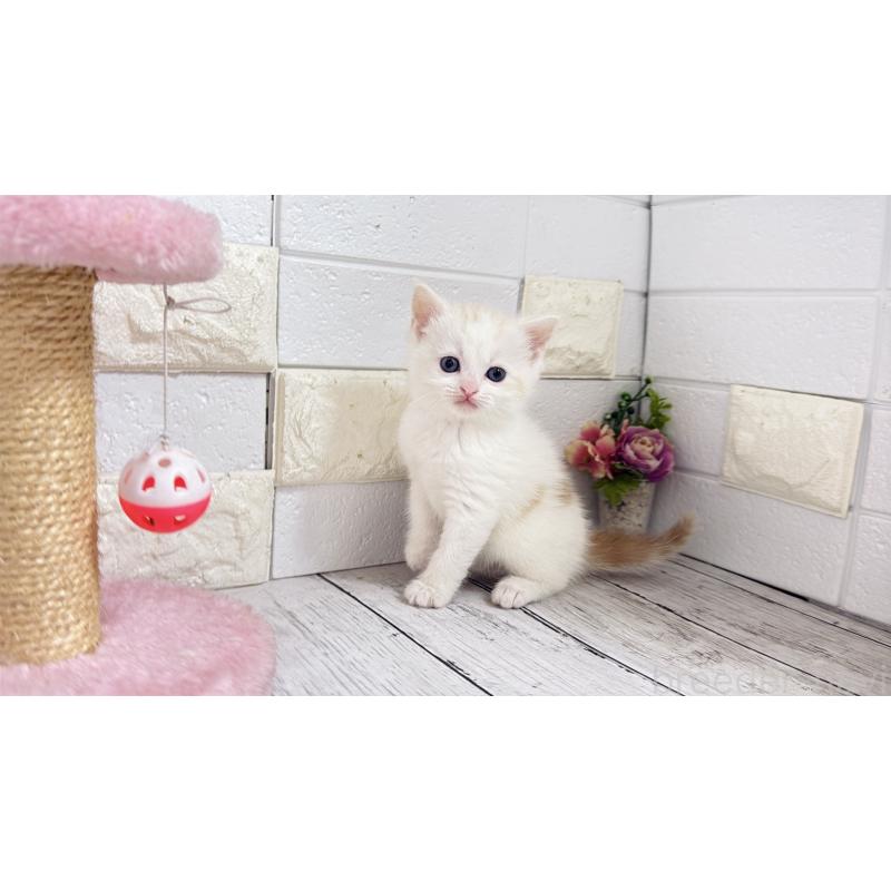 販売中の埼玉県のマンチカン-131361の10枚目