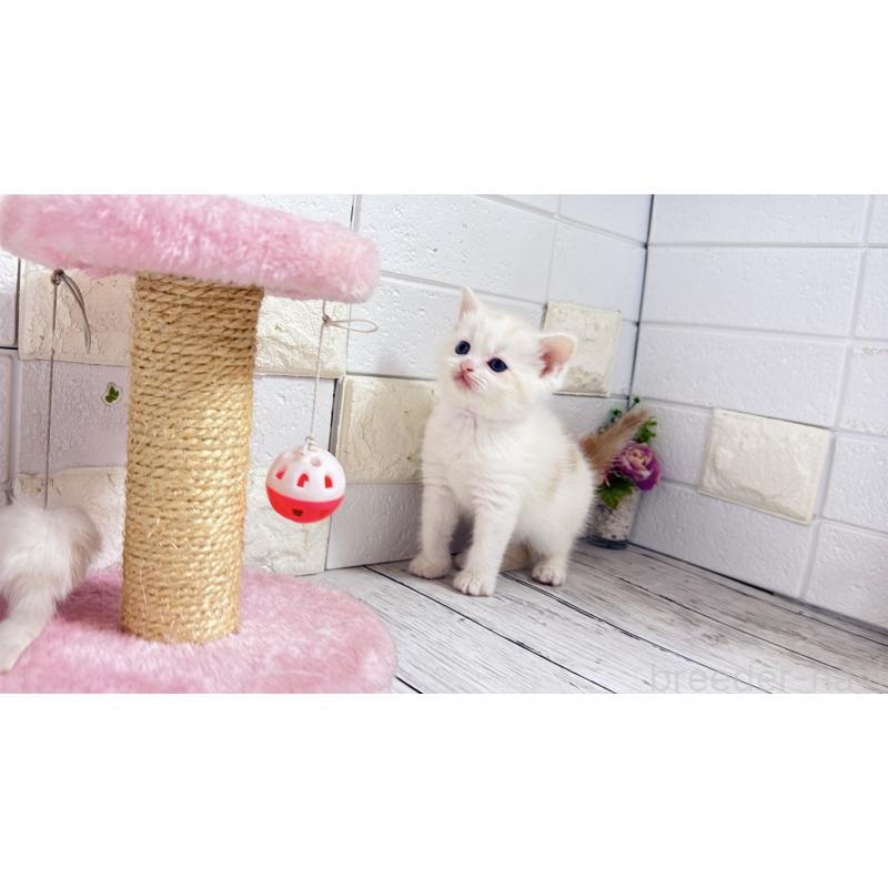 販売中の埼玉県のマンチカン-131361の9枚目