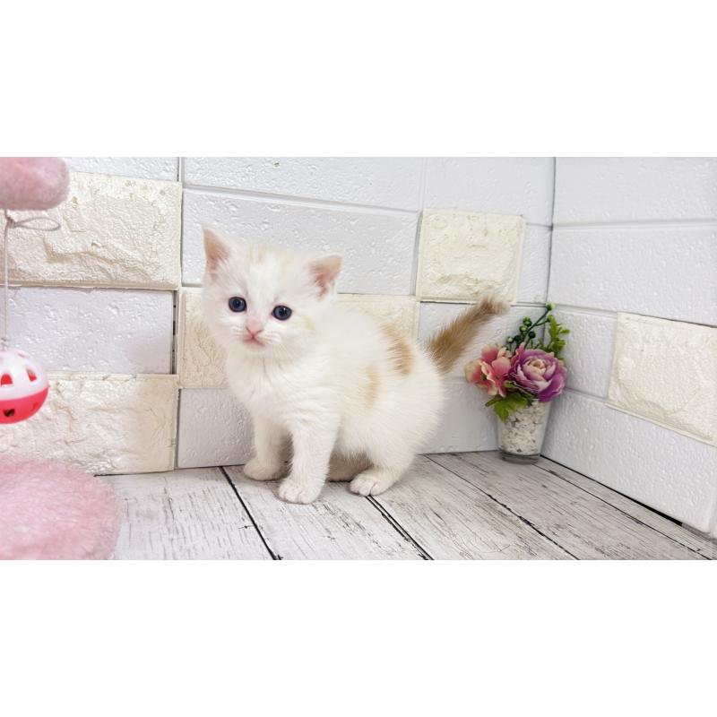 販売中の埼玉県のマンチカン-131361の8枚目