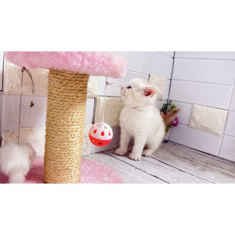 販売中の埼玉県のマンチカン-131361の7枚目