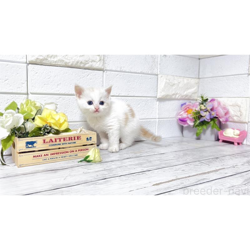 販売中の埼玉県のマンチカン-131361の6枚目