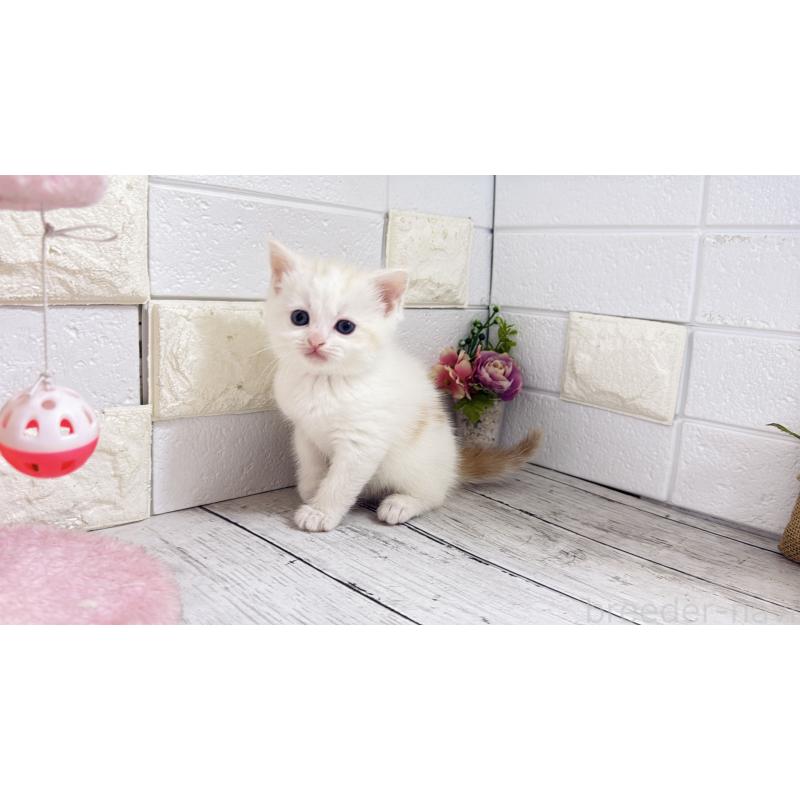 販売中の埼玉県のマンチカン-131361の5枚目