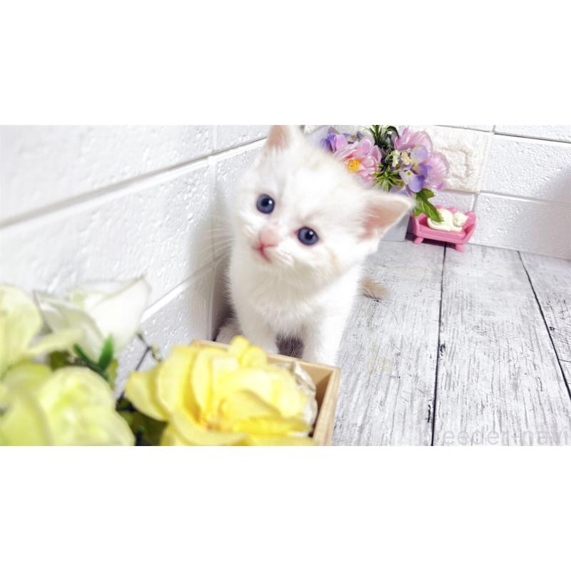 販売中の埼玉県のマンチカン-131361の4枚目