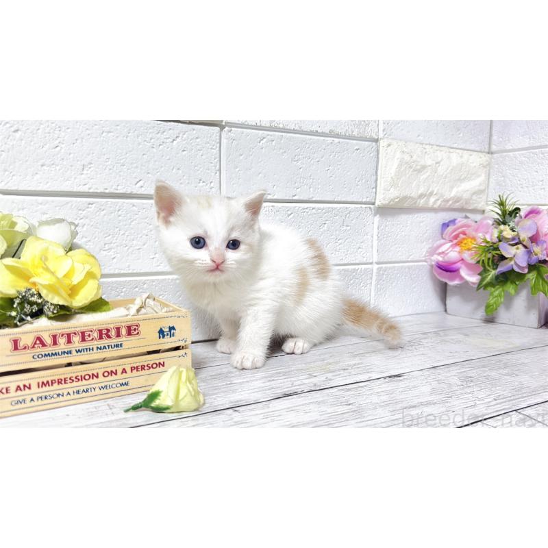 販売中の埼玉県のマンチカン-131361の3枚目