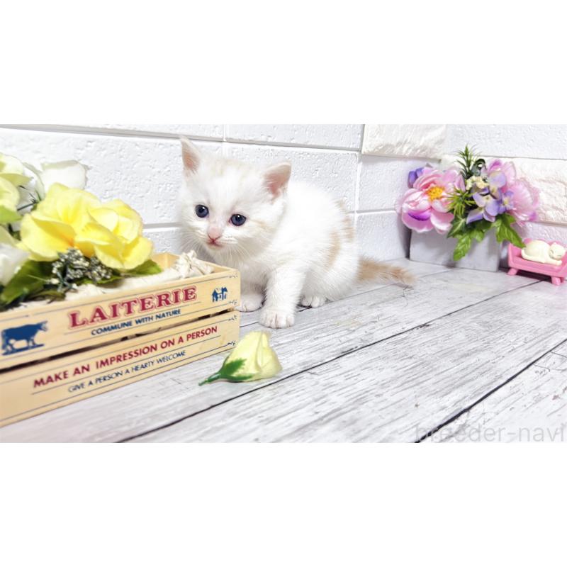 販売中の埼玉県のマンチカン-131361の2枚目