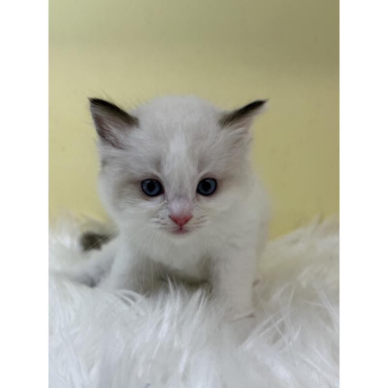 販売中の埼玉県のラグドール-131165の4枚目