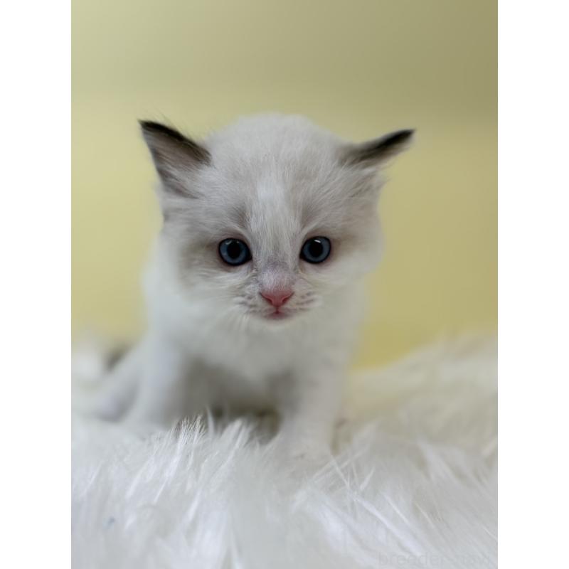 販売中の埼玉県のラグドール-131165の3枚目