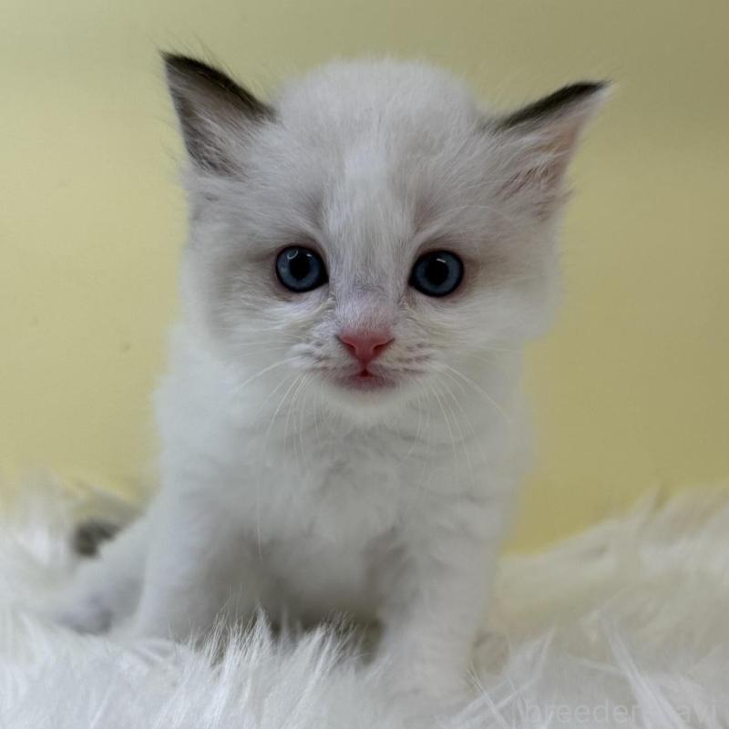 販売中の埼玉県のラグドール-131165の1枚目