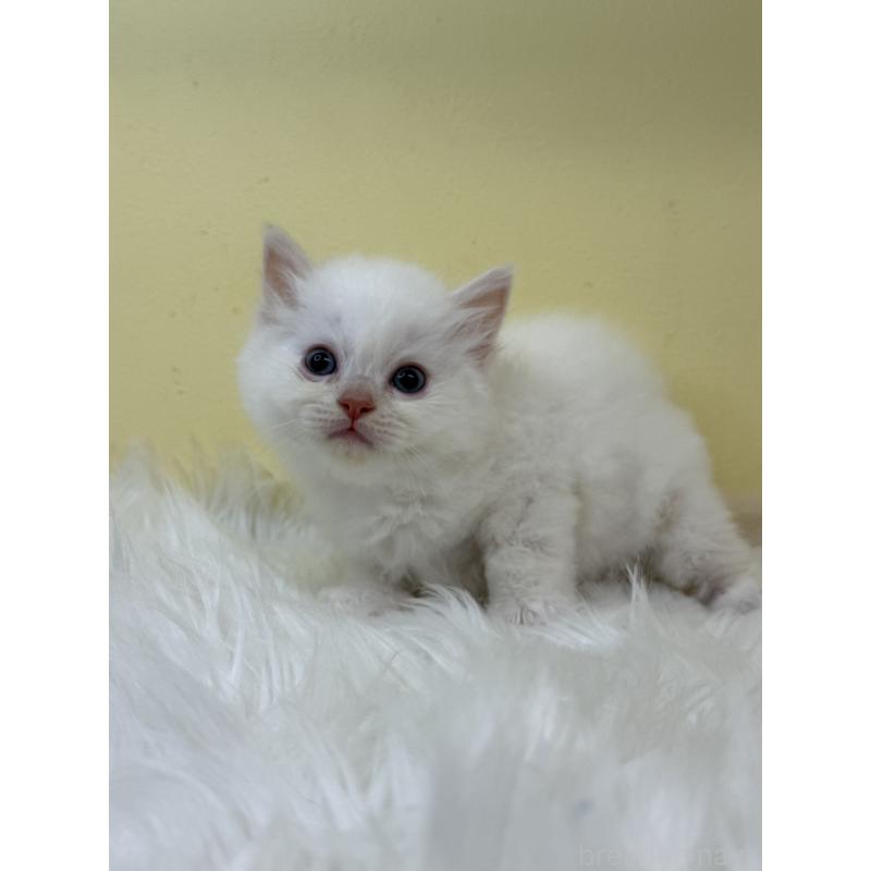 販売中の埼玉県のラグドール-131166の3枚目