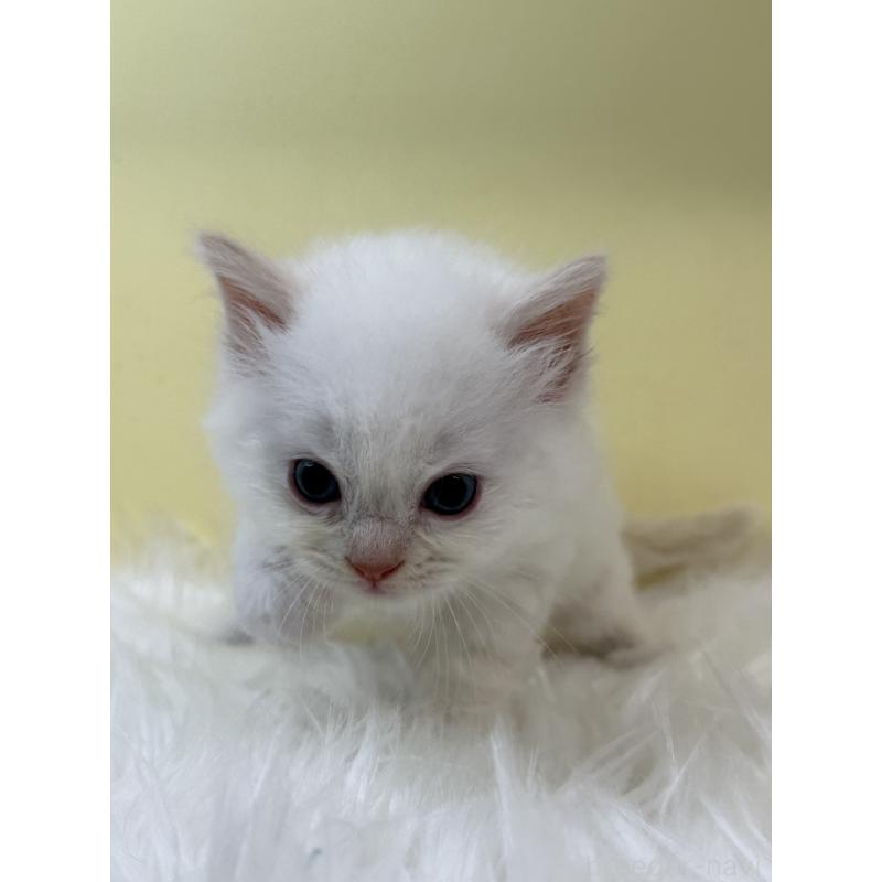 販売中の埼玉県のラグドール-131166の2枚目