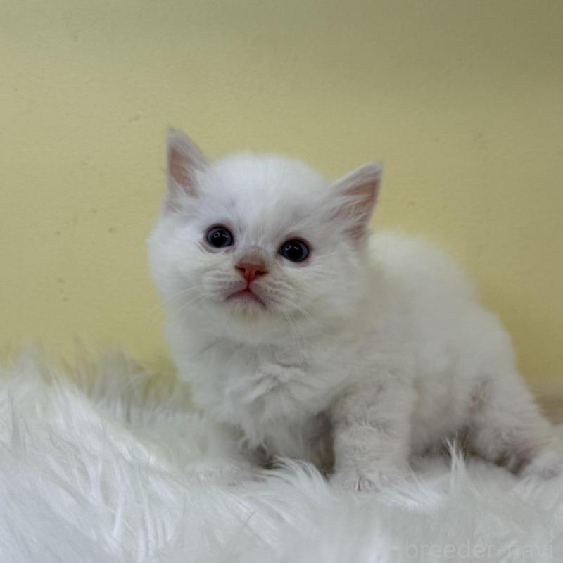 販売中の埼玉県のラグドール-131166の1枚目