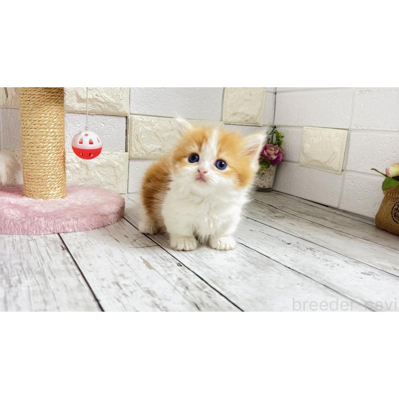 販売中の埼玉県のマンチカン(短足)-131363の1枚目