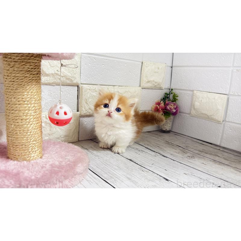 販売中の埼玉県のマンチカン(短足)-131363の11枚目