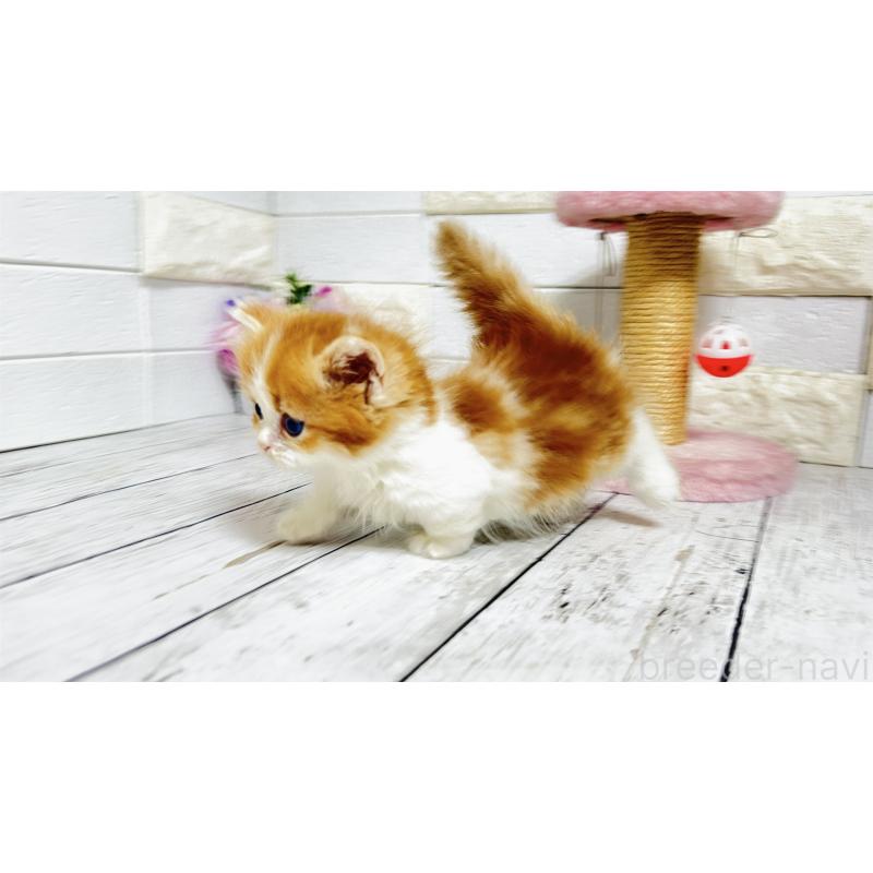 販売中の埼玉県のマンチカン(短足)-131363の10枚目