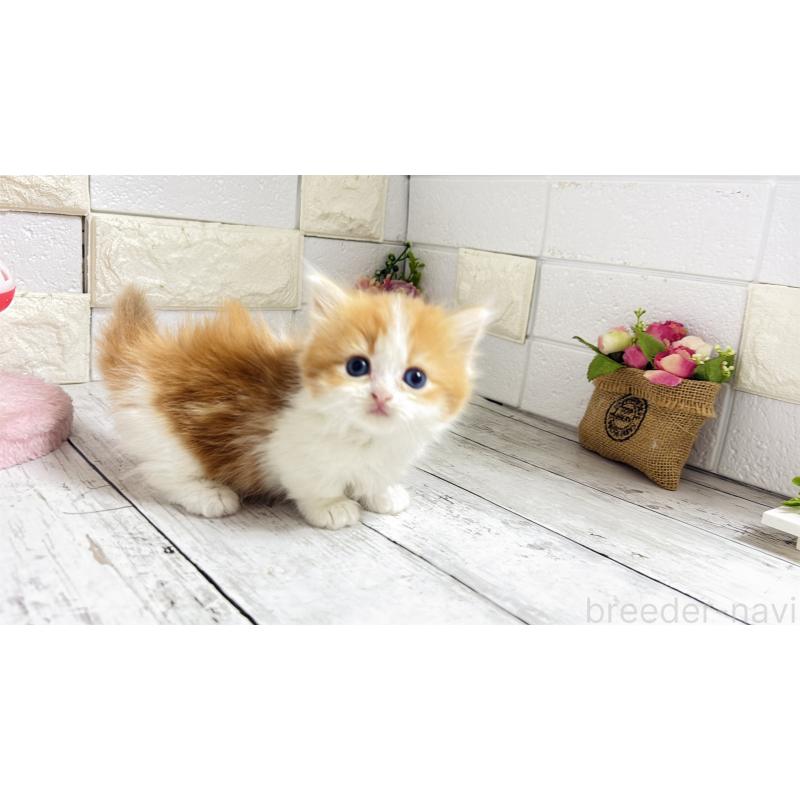 販売中の埼玉県のマンチカン(短足)-131363の9枚目