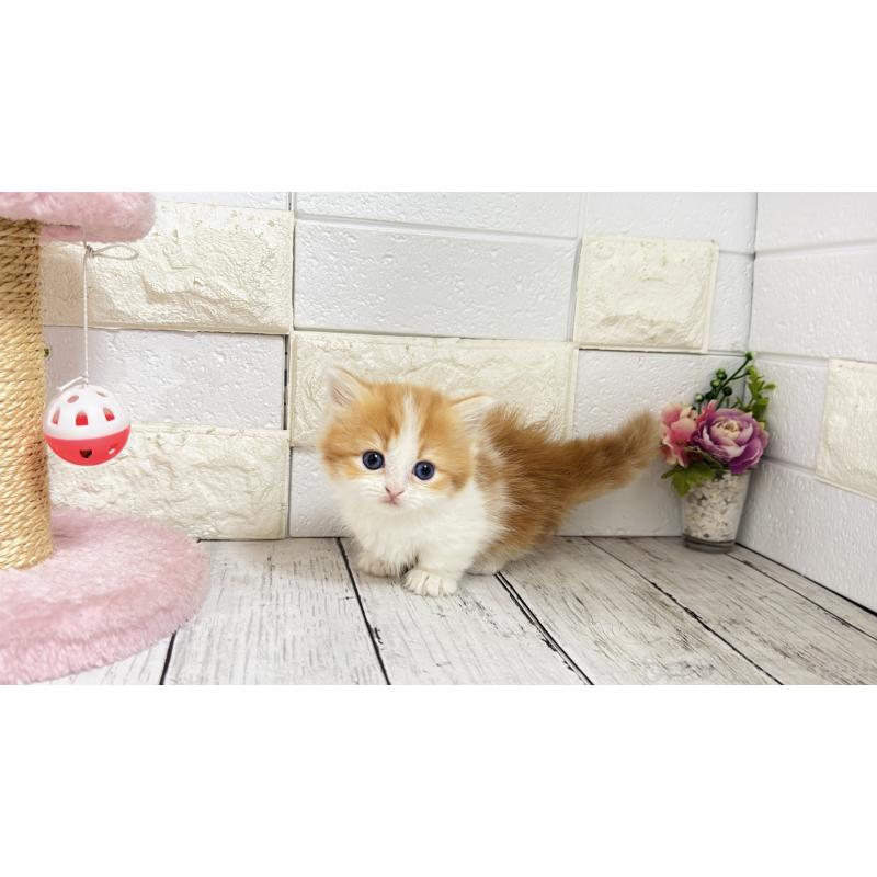 販売中の埼玉県のマンチカン(短足)-131363の7枚目