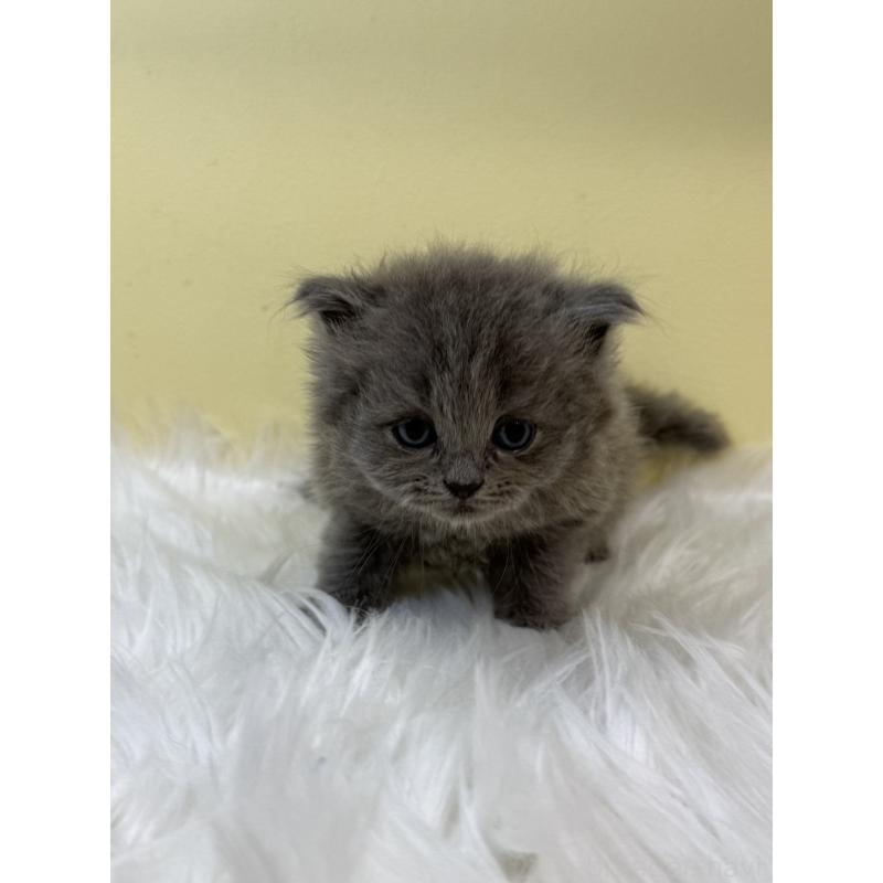 販売中の埼玉県のサイベリアン-131167の4枚目