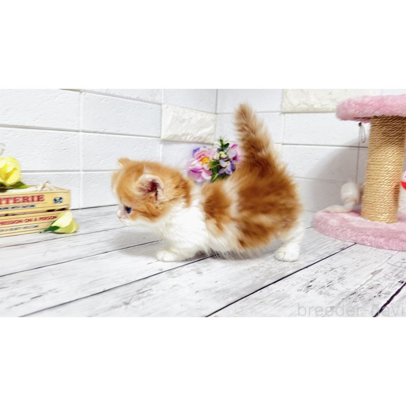 販売中の埼玉県のマンチカン(短足)-131363の6枚目