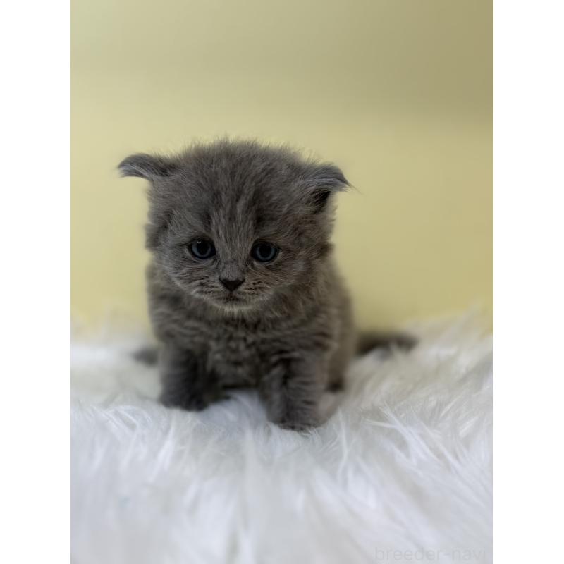 販売中の埼玉県のサイベリアン-131167の3枚目