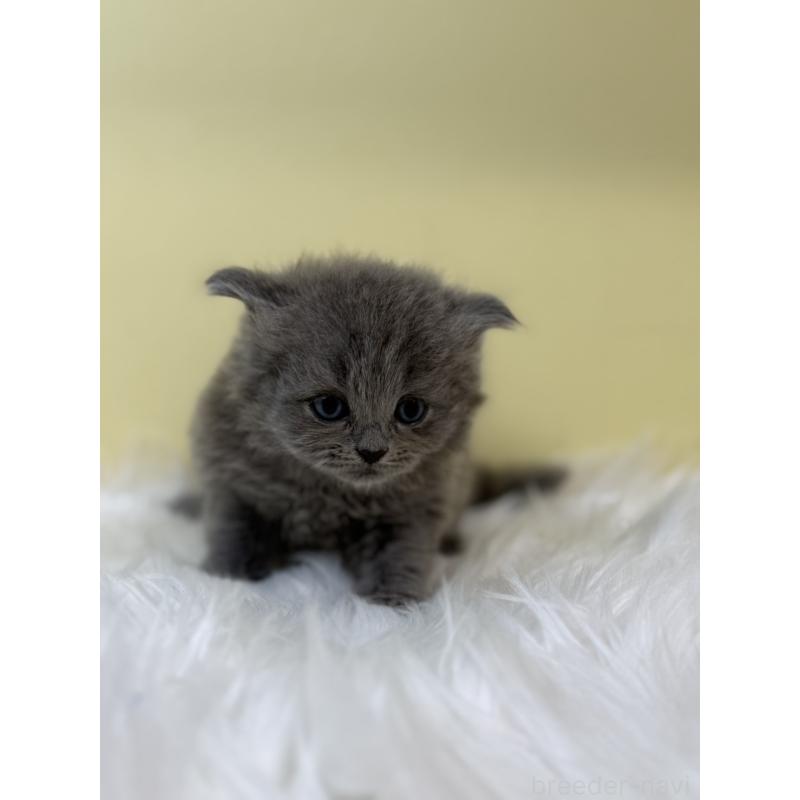 販売中の埼玉県のサイベリアン-131167の2枚目