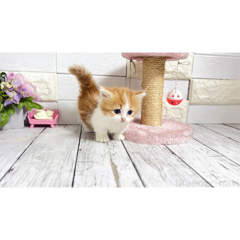 販売中の埼玉県のマンチカン(短足)-131363の4枚目