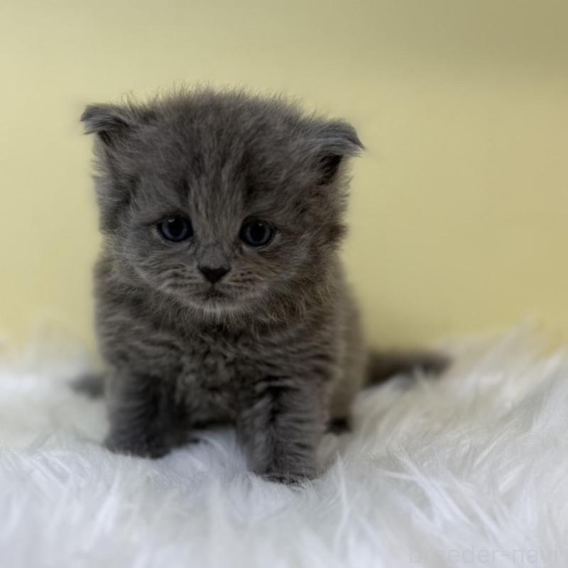 販売中の埼玉県のサイベリアン-131167の1枚目