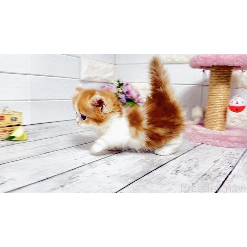 販売中の埼玉県のマンチカン(短足)-131363の3枚目