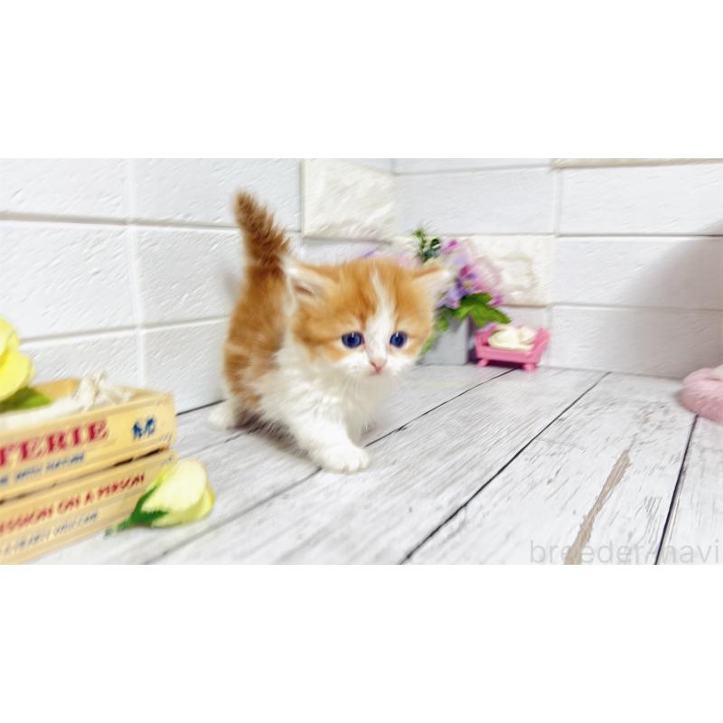 販売中の埼玉県のマンチカン(短足)-131363の2枚目