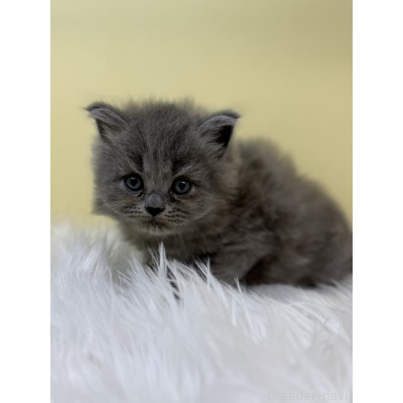 販売中の埼玉県のサイベリアン-131168の3枚目