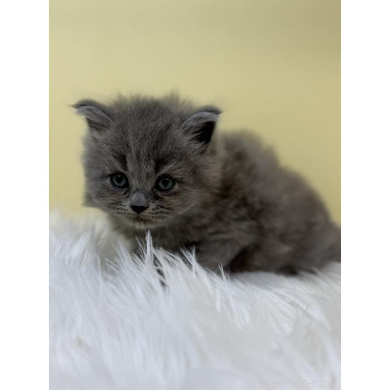 販売中の埼玉県のサイベリアン-131168の2枚目