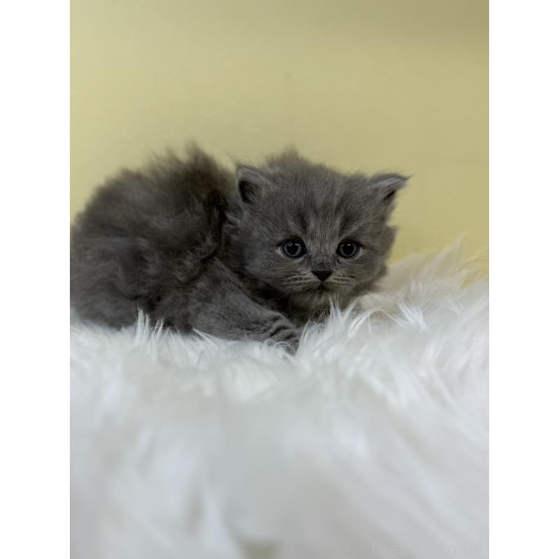 販売中の埼玉県のサイベリアン-131169の3枚目