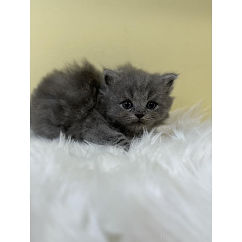 販売中の埼玉県のサイベリアン-131169の2枚目