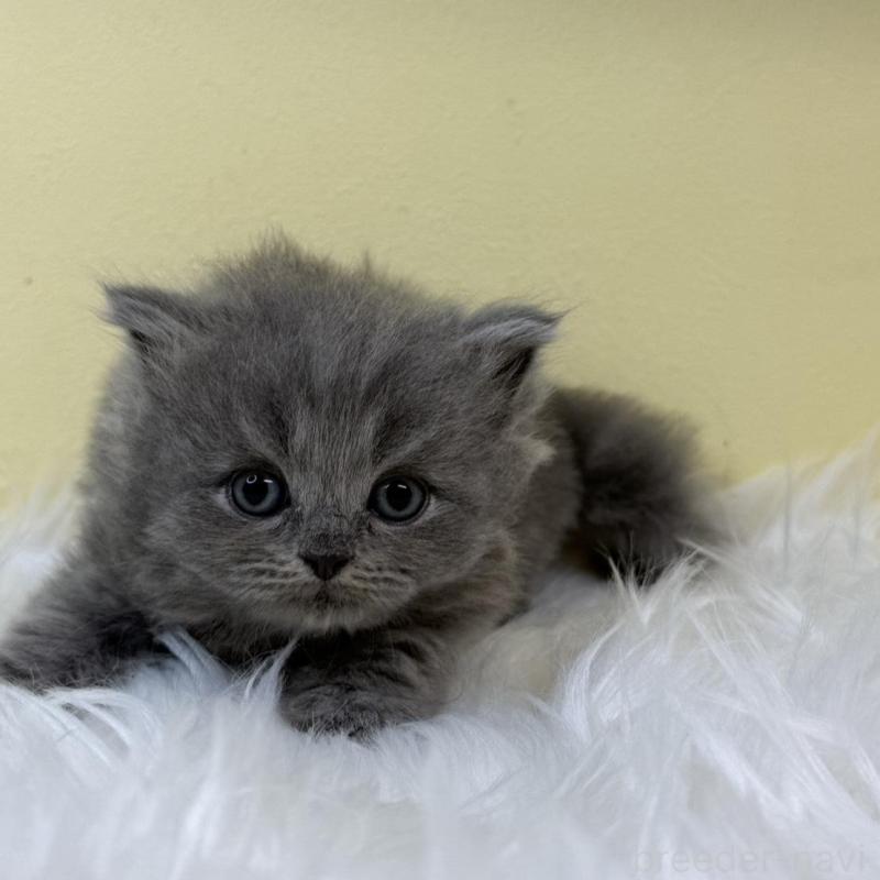 販売中の埼玉県のサイベリアン-131169の1枚目