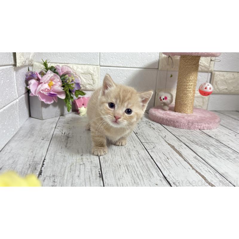 販売中の埼玉県のマンチカン(短足)-131365