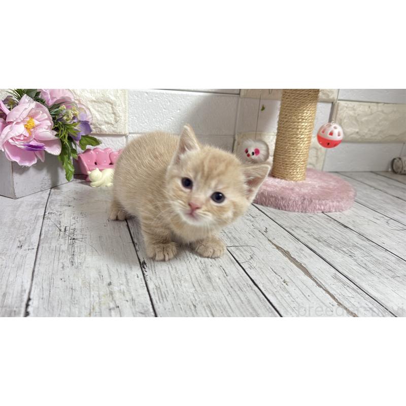 販売中の埼玉県のマンチカン(短足)-131365の13枚目