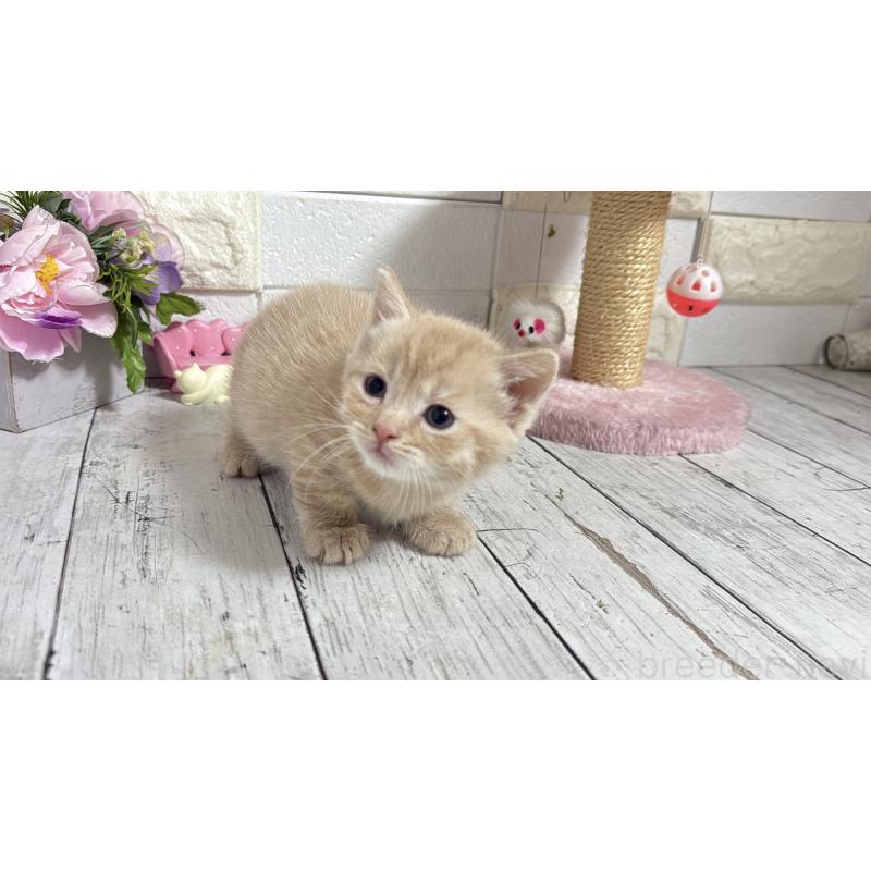 販売中の埼玉県のマンチカン(短足)-131365の11枚目