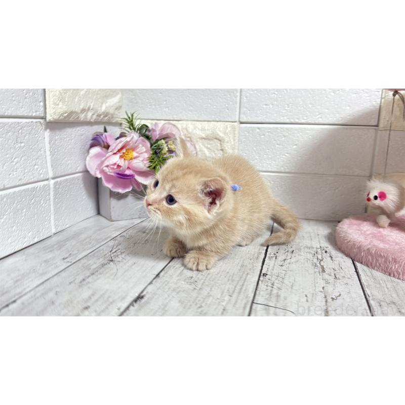 販売中の埼玉県のマンチカン(短足)-131365の10枚目