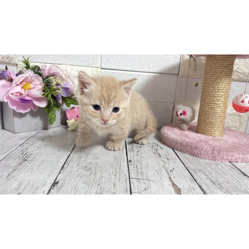 販売中の埼玉県のマンチカン(短足)-131365の9枚目