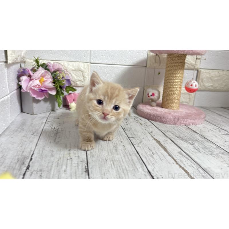 販売中の埼玉県のマンチカン(短足)-131365の8枚目