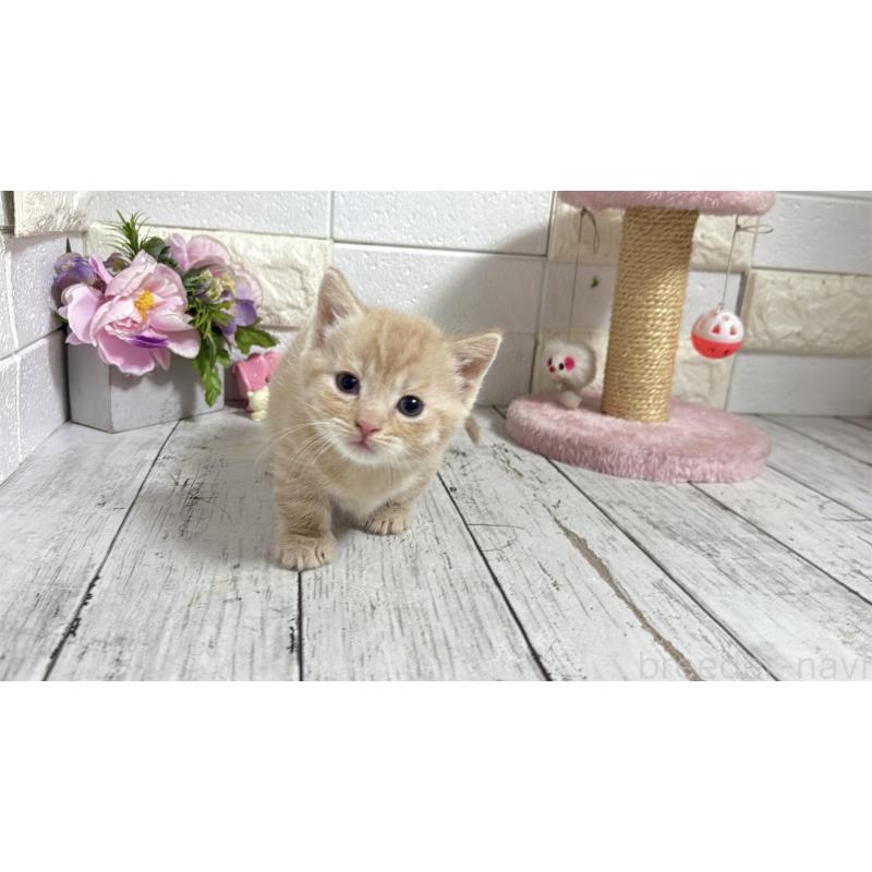 販売中の埼玉県のマンチカン(短足)-131365の6枚目