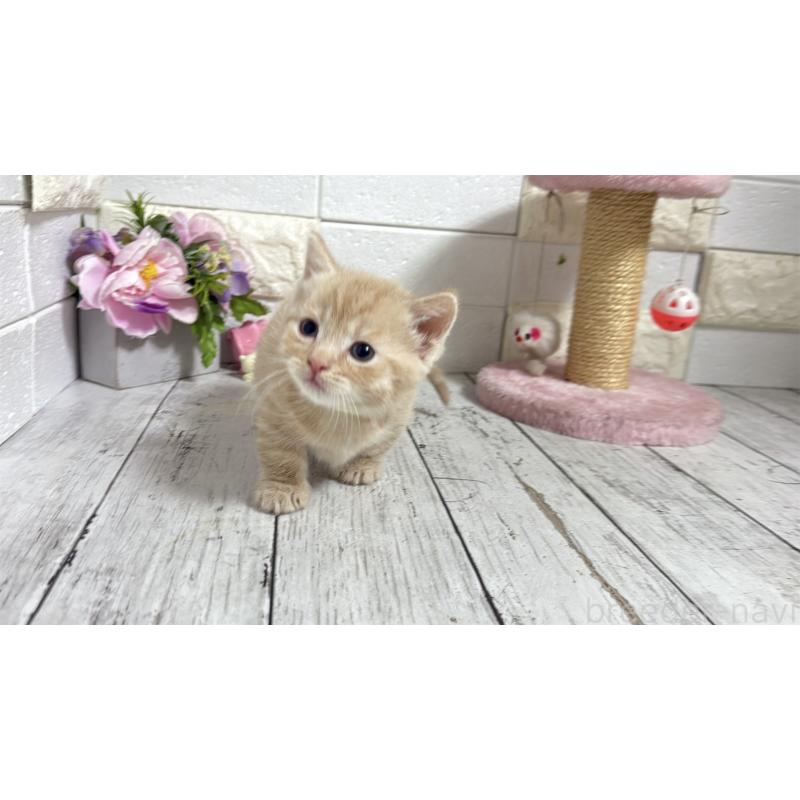 販売中の埼玉県のマンチカン(短足)-131365の5枚目