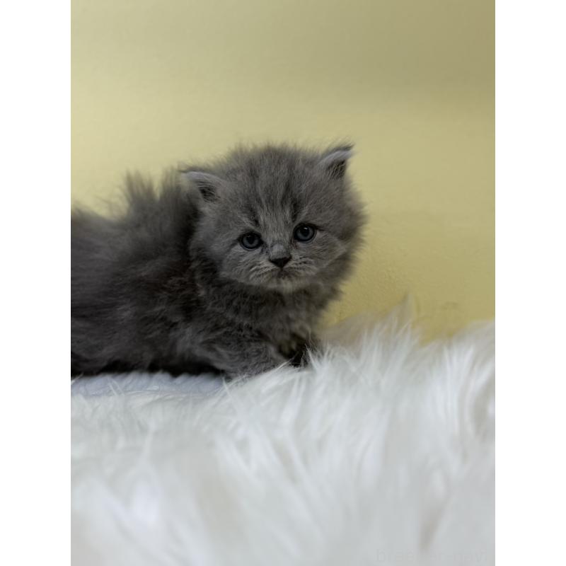 販売中の埼玉県のサイベリアン-131170の4枚目