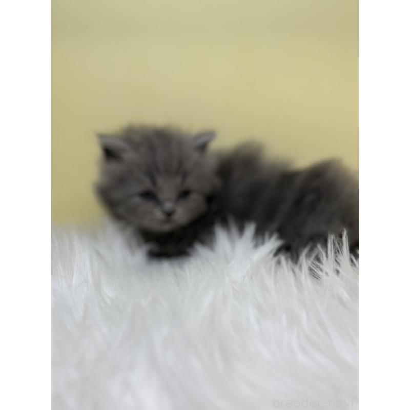 販売中の埼玉県のサイベリアン-131170の3枚目