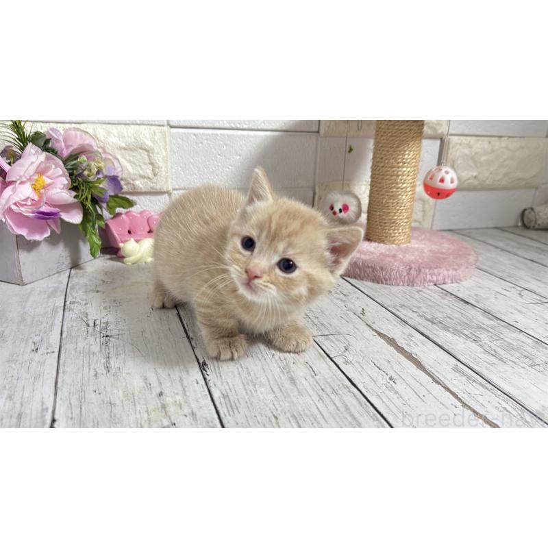 販売中の埼玉県のマンチカン(短足)-131365の4枚目