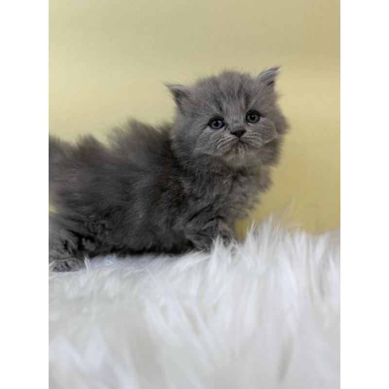 販売中の埼玉県のサイベリアン-131170の2枚目