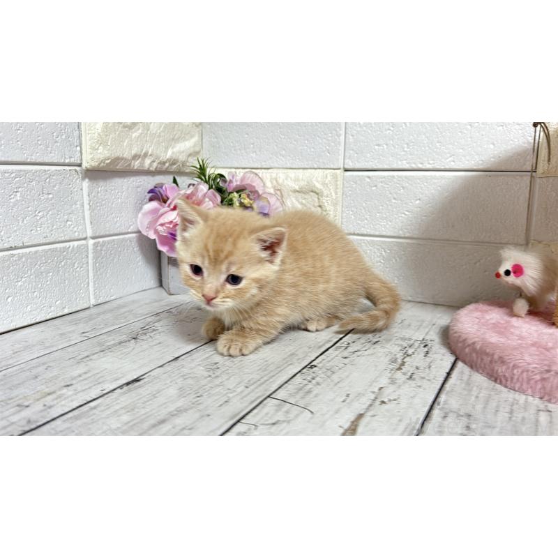 販売中の埼玉県のマンチカン(短足)-131365の3枚目