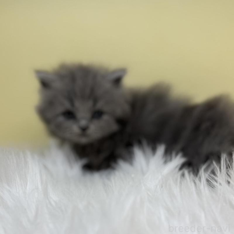 販売中の埼玉県のサイベリアン-131170の1枚目