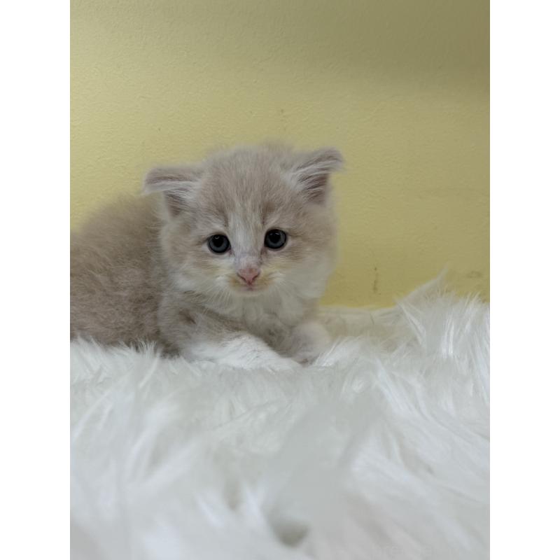 販売中の埼玉県のサイベリアン-131171の4枚目