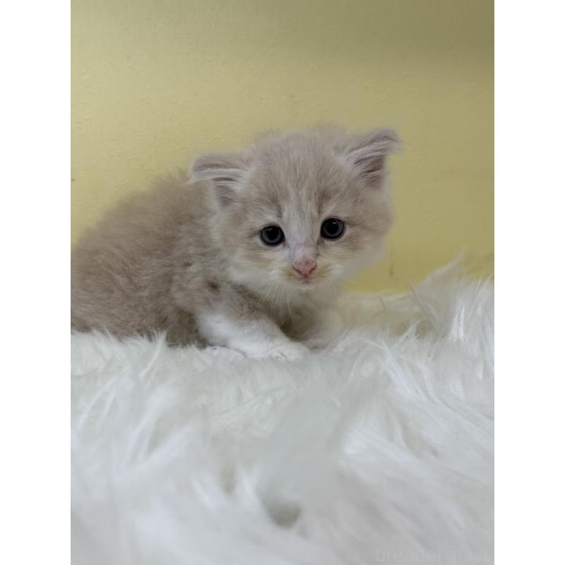 販売中の埼玉県のサイベリアン-131171の3枚目